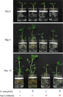 Halotolerant PGPR Stenotrophomonas maltophilia BJ01 Induces Salt Tolerance by Modulating Physiology and Biochemical Activities of Arachis hypogaea